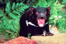 tasmanian_devil.jpg (41895 bytes)