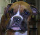 Description: http://www.boxerrescue.com/AVAILDOGS/avail0312/Jack0312PAf.jpg