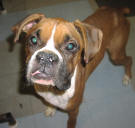 Description: http://www.boxerrescue.com/AVAILDOGS/avail0312/Jack0312PA_small.jpg